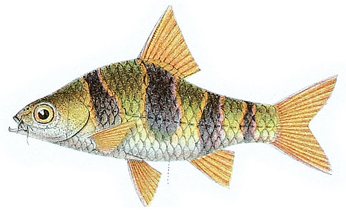 Tiger barb